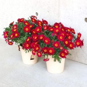 Kırmızı çeşme papatyası fidesi argyranthemum aramis red