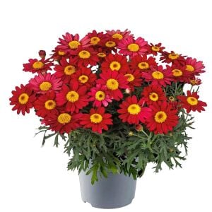 Kırmızı çeşme papatyası fidesi argyranthemum aramis red