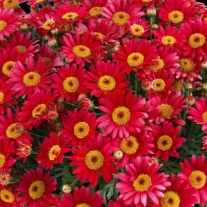 Kırmızı çeşme papatyası fidesi argyranthemum aramis red