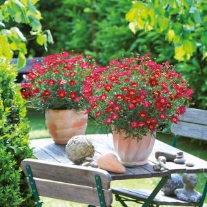 Kırmızı çeşme papatyası fidesi argyranthemum aramis red