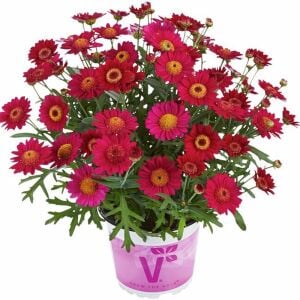 Kırmızı çeşme papatyası fidesi argyranthemum aramis red