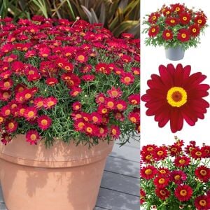 Kırmızı çeşme papatyası fidesi argyranthemum aramis red