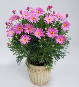 Gözlü pembe çeşme papatyası fidesi argyranthemum pink eye 3 fide