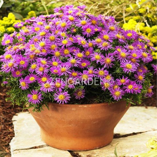 Lila aster soğanı kök saraypatı çiçeği alice haslam 1 adet