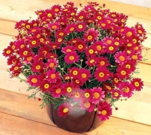Kırmızı çeşme papatyası fidesi argyranthemum aramis red