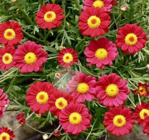 Kırmızı çeşme papatyası fidesi argyranthemum aramis red