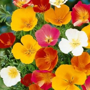Kaliforniya gelinciği tohumu tüm renkler eschscholzia