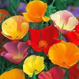 Kaliforniya gelinciği tohumu tüm renkler eschscholzia