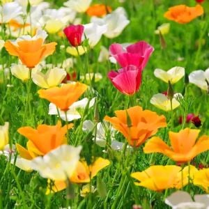 Kaliforniya gelinciği tohumu tüm renkler eschscholzia