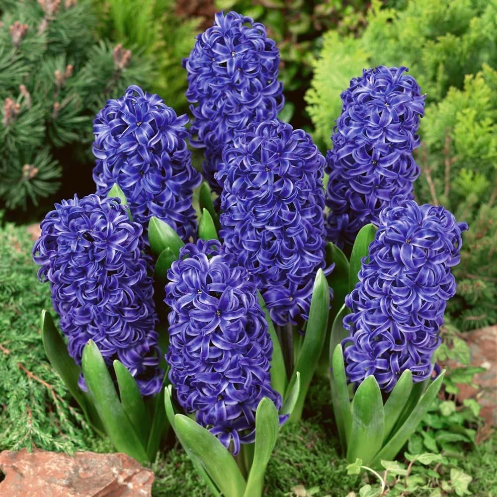 Blue pearl sümbül soğanı