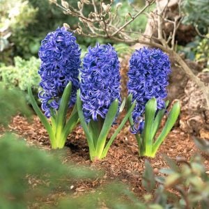 Blue pearl sümbül soğanı