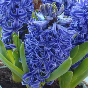 Blue pearl sümbül soğanı