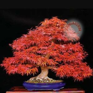 Acer palmatum akçaağaç tohumu var.dissectum tamukeyama