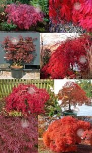 Acer palmatum akçaağaç tohumu var.dissectum tamukeyama