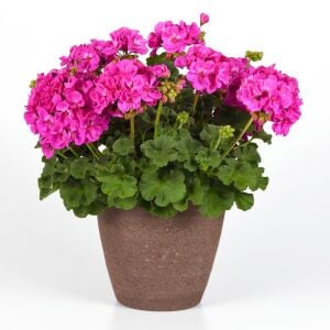 Çingene pembesi sarkan sardunya fidesi summer lovers lavender rose