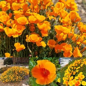 Turuncu gelincik tohumu acem lalesi eschscholzia californica
