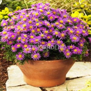 Lila aster soğanı kök saraypatı çiçeği alice haslam 10 adet