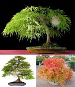 Acer palmatum akçaağaç tohumu var.dissectum viridus