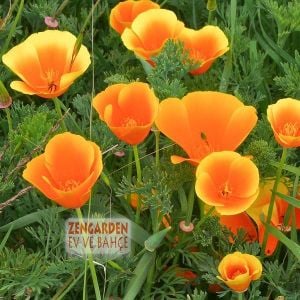Turuncu gelincik tohumu acem lalesi eschscholzia californica