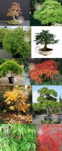 Acer palmatum akçaağaç tohumu var.dissectum viridus