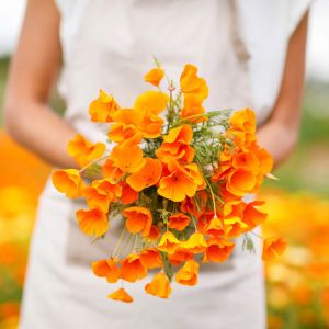 Turuncu gelincik tohumu acem lalesi eschscholzia californica