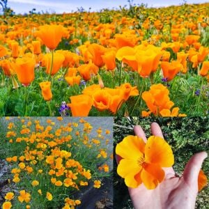 Turuncu gelincik tohumu acem lalesi eschscholzia californica