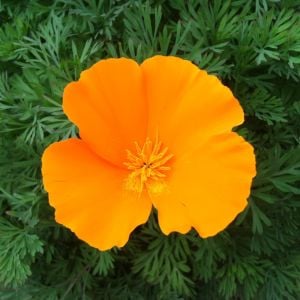 Turuncu gelincik tohumu acem lalesi eschscholzia californica