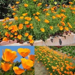 Turuncu gelincik tohumu acem lalesi eschscholzia californica
