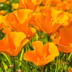 Turuncu gelincik tohumu acem lalesi eschscholzia californica