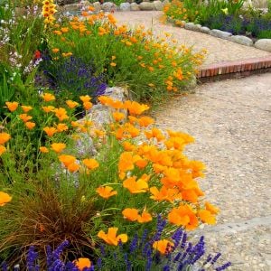 Turuncu gelincik tohumu acem lalesi eschscholzia californica