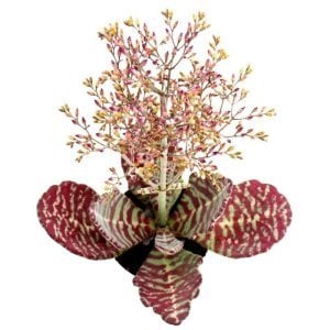 Kalanchoe humulis desert surprise