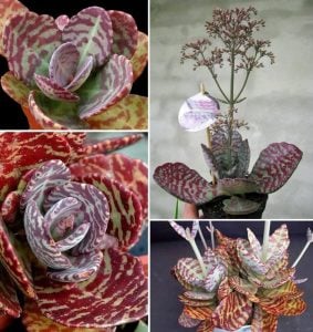 Kalanchoe humulis desert surprise