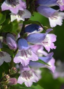 Üzüm tanesi penstemon fidesi çok yıllık sour grapes