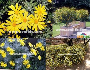 Sarı çeşme papatyası argyranthemum fidesi euryops mavi gri