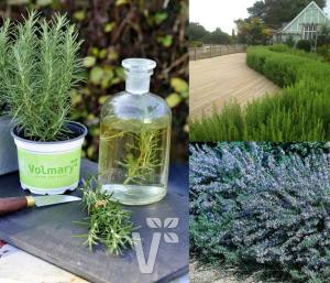 Yoğun kokulu biberiye fidesi miss jessop kuşdili