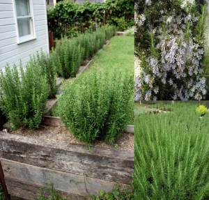Yoğun kokulu biberiye fidesi miss jessop kuşdili
