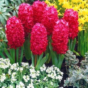Scarlet pearl sümbül soğanı