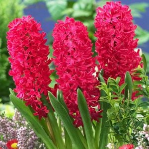 Scarlet pearl sümbül soğanı