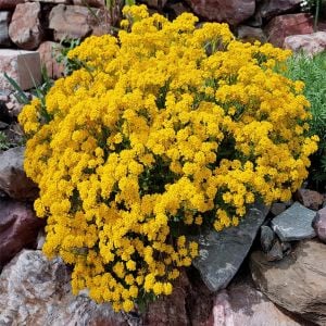 Sarı alyssum tohumu bir sepet altın serisi lobularia maritima