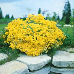 Sarı alyssum tohumu bir sepet altın serisi lobularia maritima