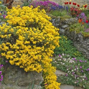 Sarı alyssum tohumu bir sepet altın serisi lobularia maritima