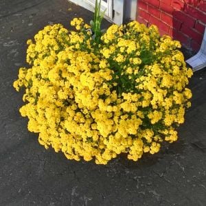 Sarı alyssum tohumu bir sepet altın serisi lobularia maritima