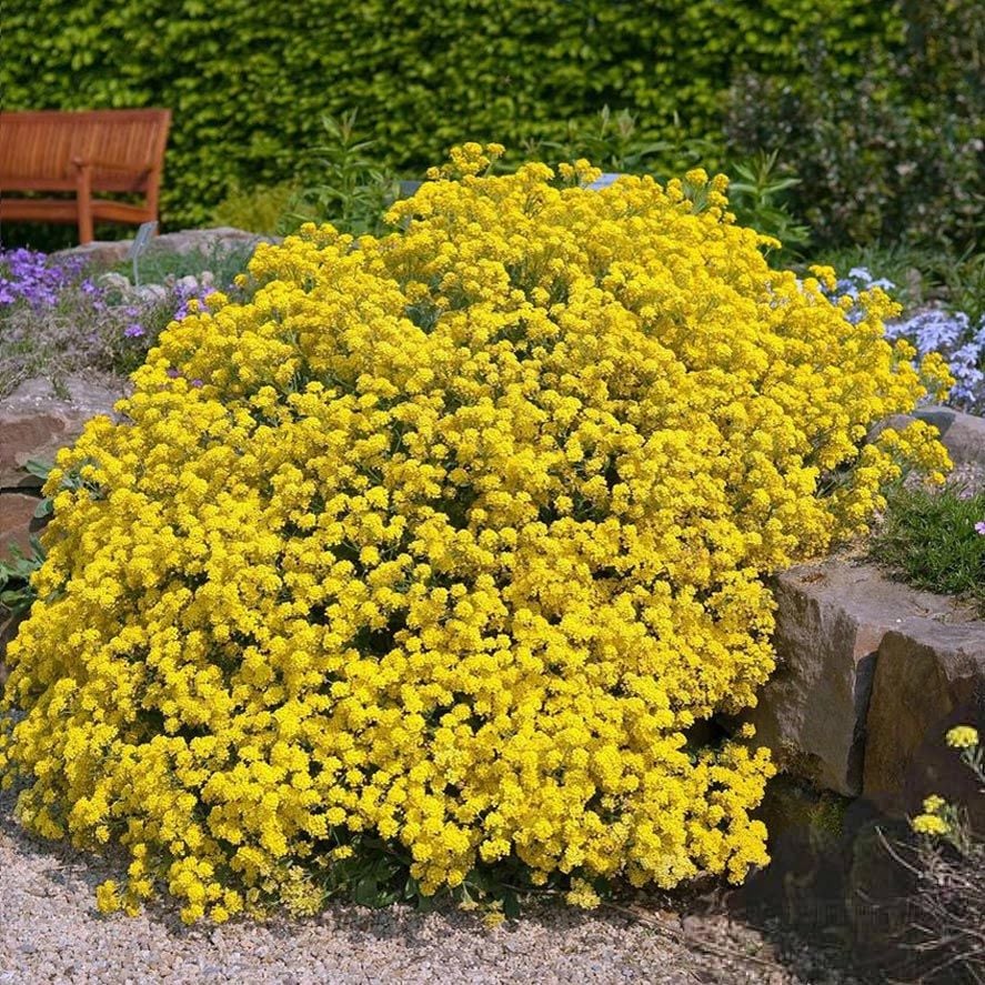 Sarı alyssum tohumu bir sepet altın serisi lobularia maritima