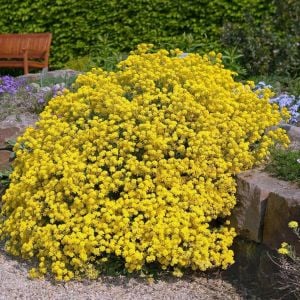 Sarı alyssum tohumu bir sepet altın serisi lobularia maritima