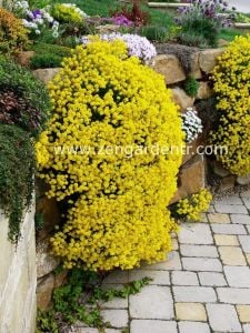 Sarı alyssum tohumu bir sepet altın serisi lobularia maritima