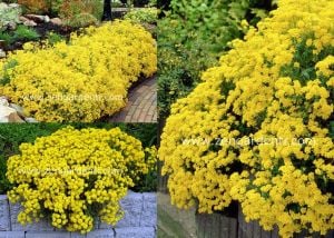 Sarı alyssum tohumu bir sepet altın serisi lobularia maritima
