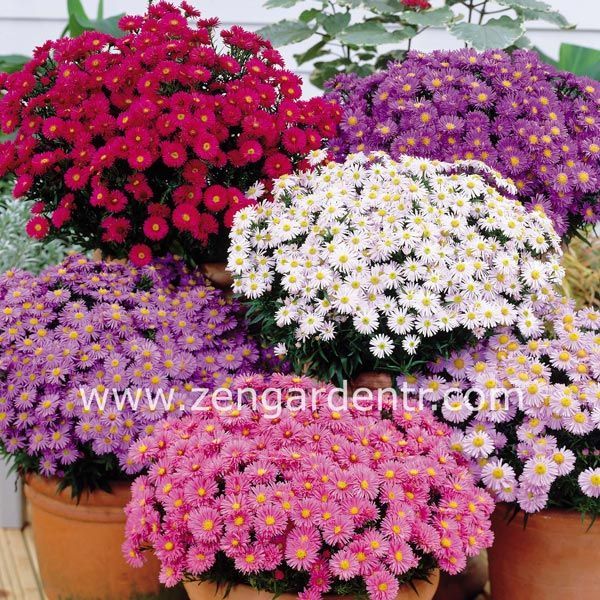 Aster soğanı karışımı kök saraypatı çiçeği dumosus mixed
