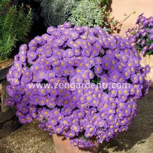 Aster soğanı karışımı kök saraypatı çiçeği dumosus mixed