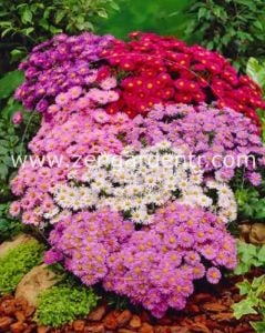 Aster soğanı karışımı kök saraypatı çiçeği dumosus mixed
