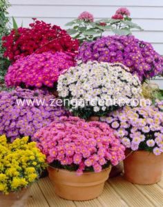 Aster soğanı karışımı kök saraypatı çiçeği dumosus mixed
